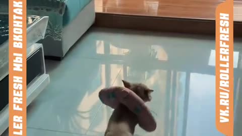 Cat funny video