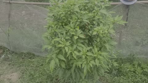 “The Garden of Life” P2
