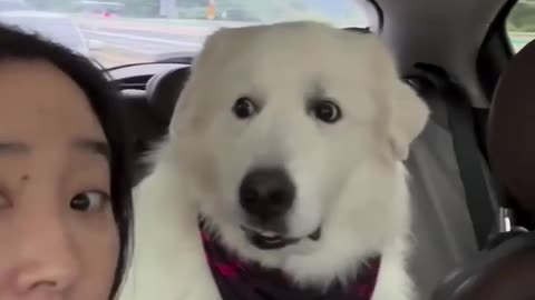 😂 Couldn't Resist! Dog's Barking Backlash | FunFM