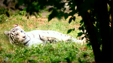 White tiger cub playing with his mother in the grass