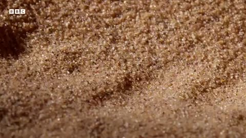 ‎Animals Battling for Survival Narrated by David Attenborough | BBC Earth ‎