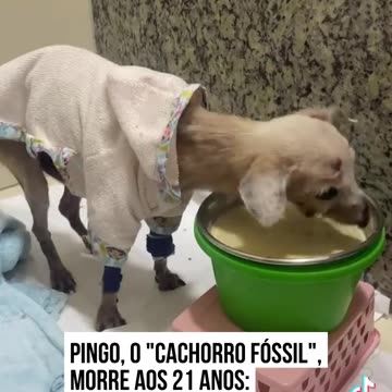 Cachorro Fossil 21 anos