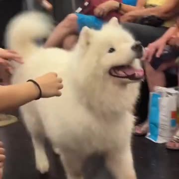 Dogs are the best.. 😊