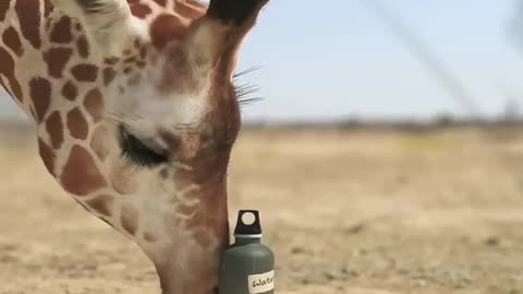 Giraffe V Elephant