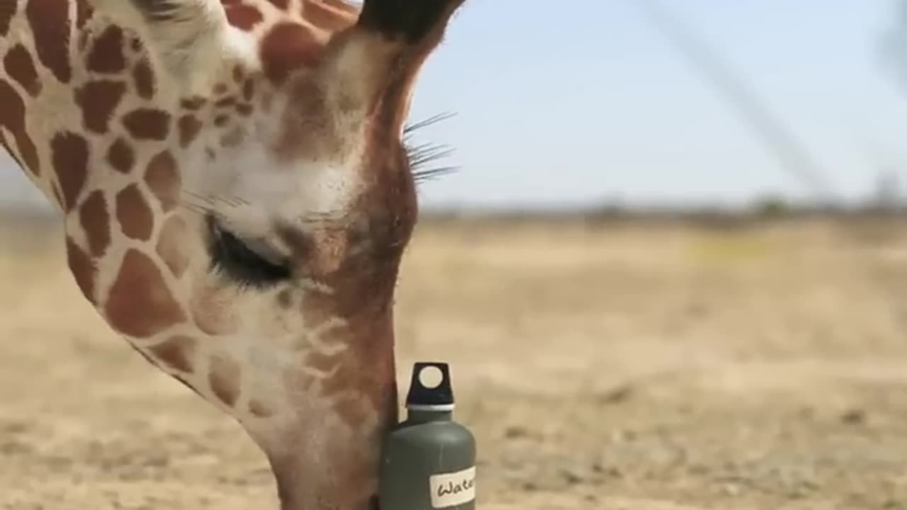 Giraffe V Elephant