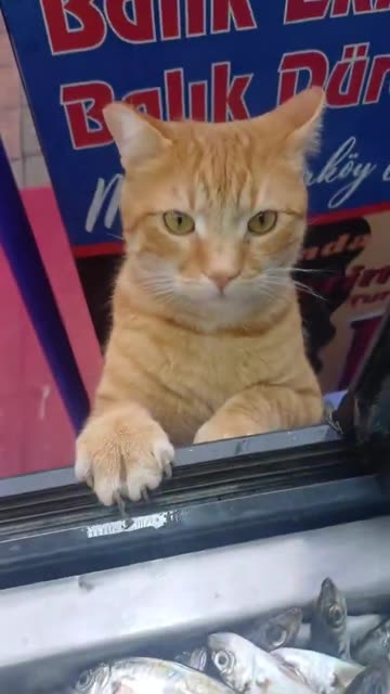 Turkish cats are unreal. They are polite, calm, well-mannered, patient...