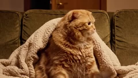 Playcat again? Where’s this cat getting these magazines from??