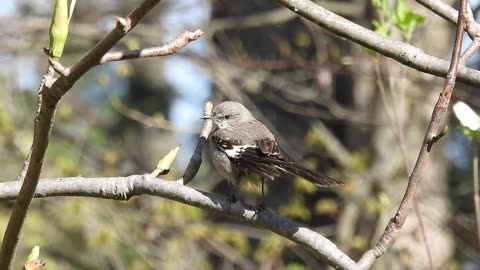 Shaking It Immature Mockingbird #mockingbird