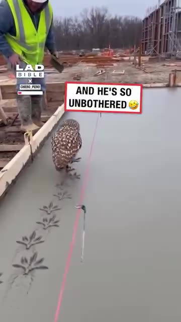 Owl make design ✨️