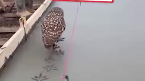 Owl make design ✨️