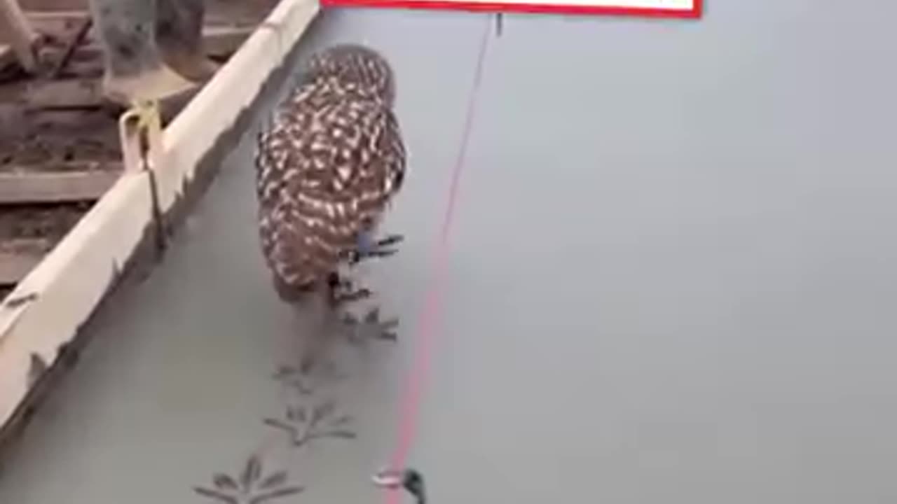 Owl make design ✨️