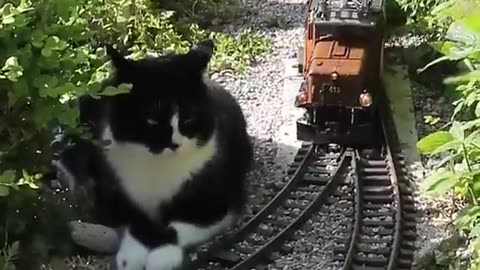 Paw-senger on Board: Cat Caught Monitoring the Train Like a Supervisor