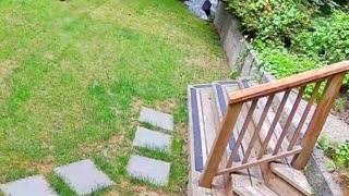 Tiny Pomeranian chases down a black bear out of its home