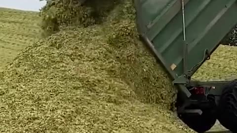 "How to Prepare the Perfect Grass to Feed Your Cows Effectively!"