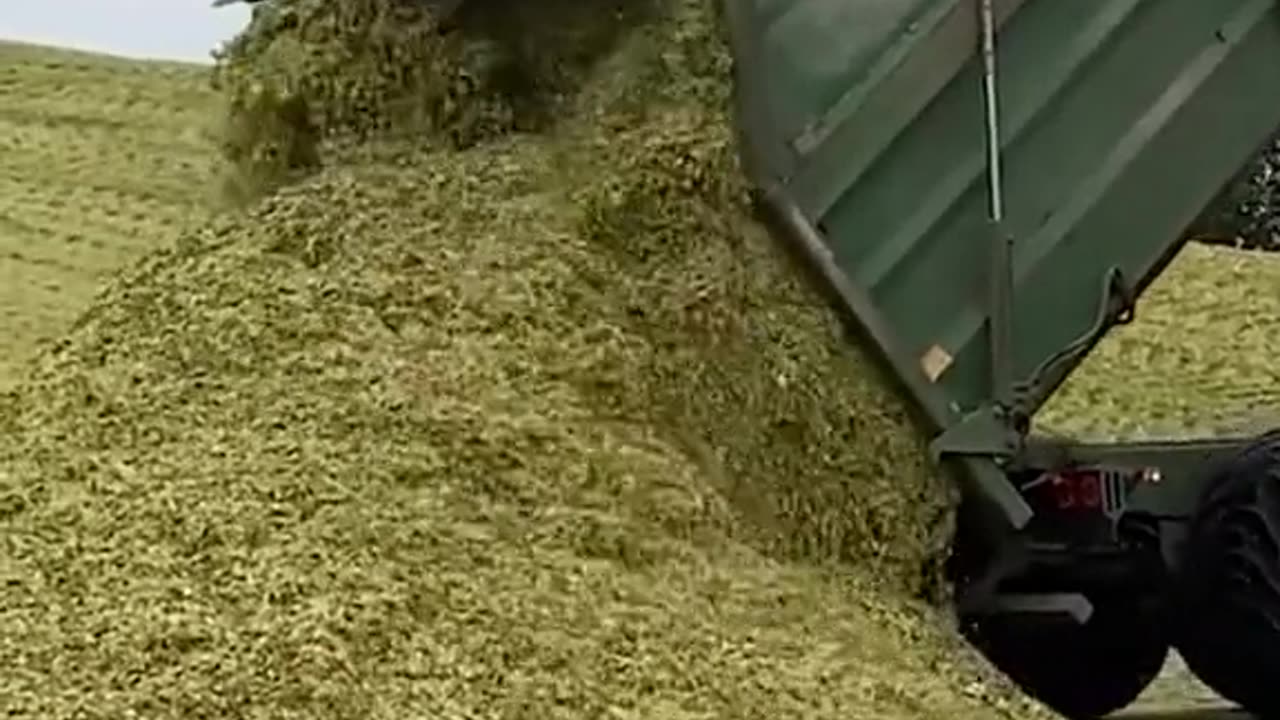 "How to Prepare the Perfect Grass to Feed Your Cows Effectively!"