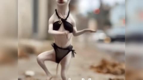Dancing Chihuahua in Bikini – The Cutest & Funniest Show Ever!