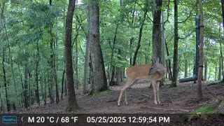 The Woods – 05/26/2025