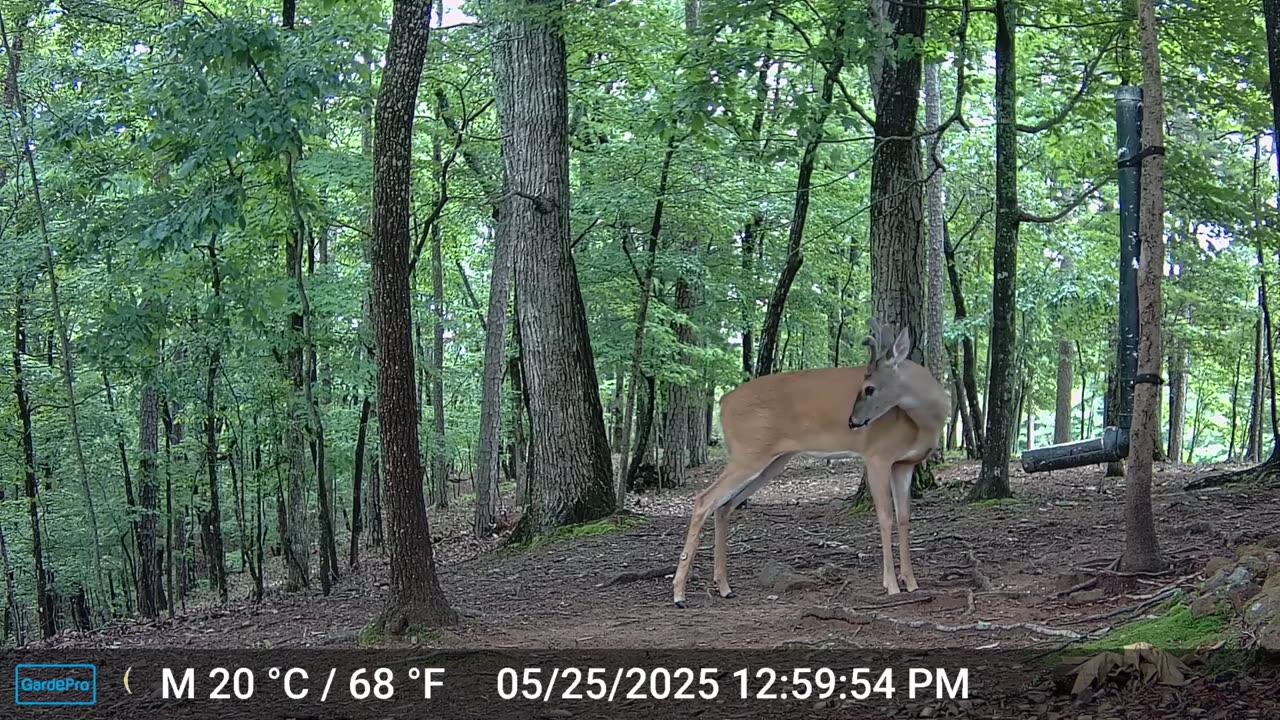The Woods – 05/26/2025
