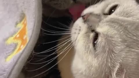 😴👫 Cats Sleeping Together is the Cutest Thing! | FunFM