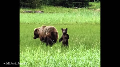 The Cutest Baby Animals You've Ever Seen 🤣 Funniest ANIMALS Video