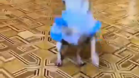 . **"Dog's Hilarious Dance in a Dress Goes Viral (Rumble Paid Me $500 for This!)"**