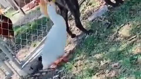 video hewan lucu banget bikin ketawa ngakak 🤣video hewan lucu banget bikin ketawa ngakak 🤣