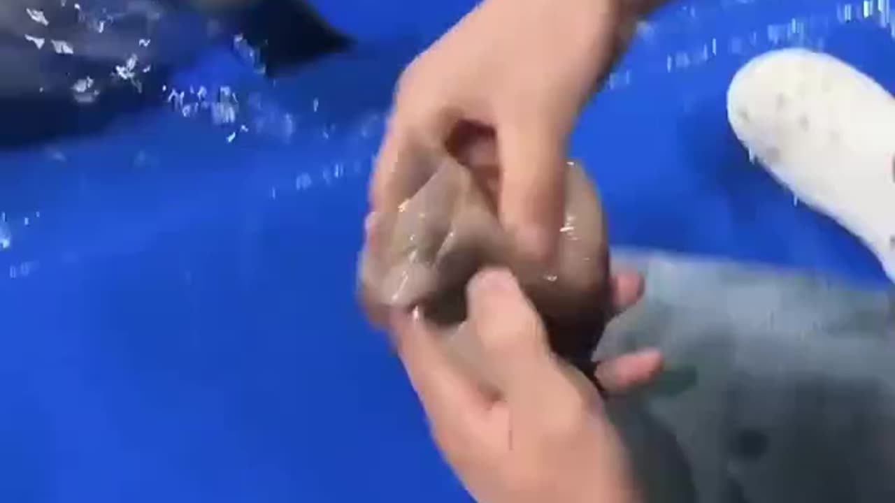 🐬 Feeding a Dolphin a Unique Fish Sandwich! 😲🐟🥪