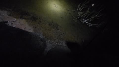 Fish in the pond again along with a swimming arthropod!