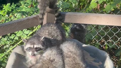 Thirsty Raccoon Mama and Her Four Babies