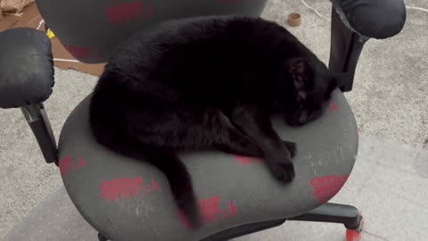 Cute Precious Piper Crosses Her Legs Like a Lady - My Adopted Shelter Cat Vlog