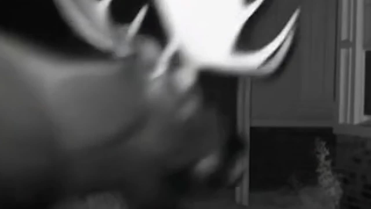 Moose destroys houses in residential area