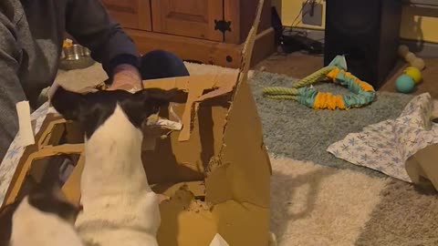 Daisy and Dobby's Boxing Day Tradition