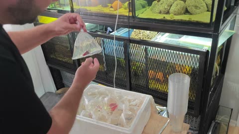 Betta Breeding Series Ep. 3 | Setting Up New Tanks & Breeding Progress