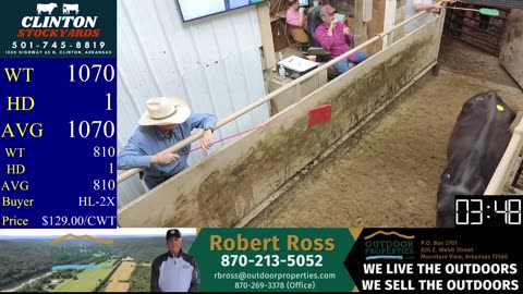 5/17/2025 - Cattle Auction - Clinton Stockyards