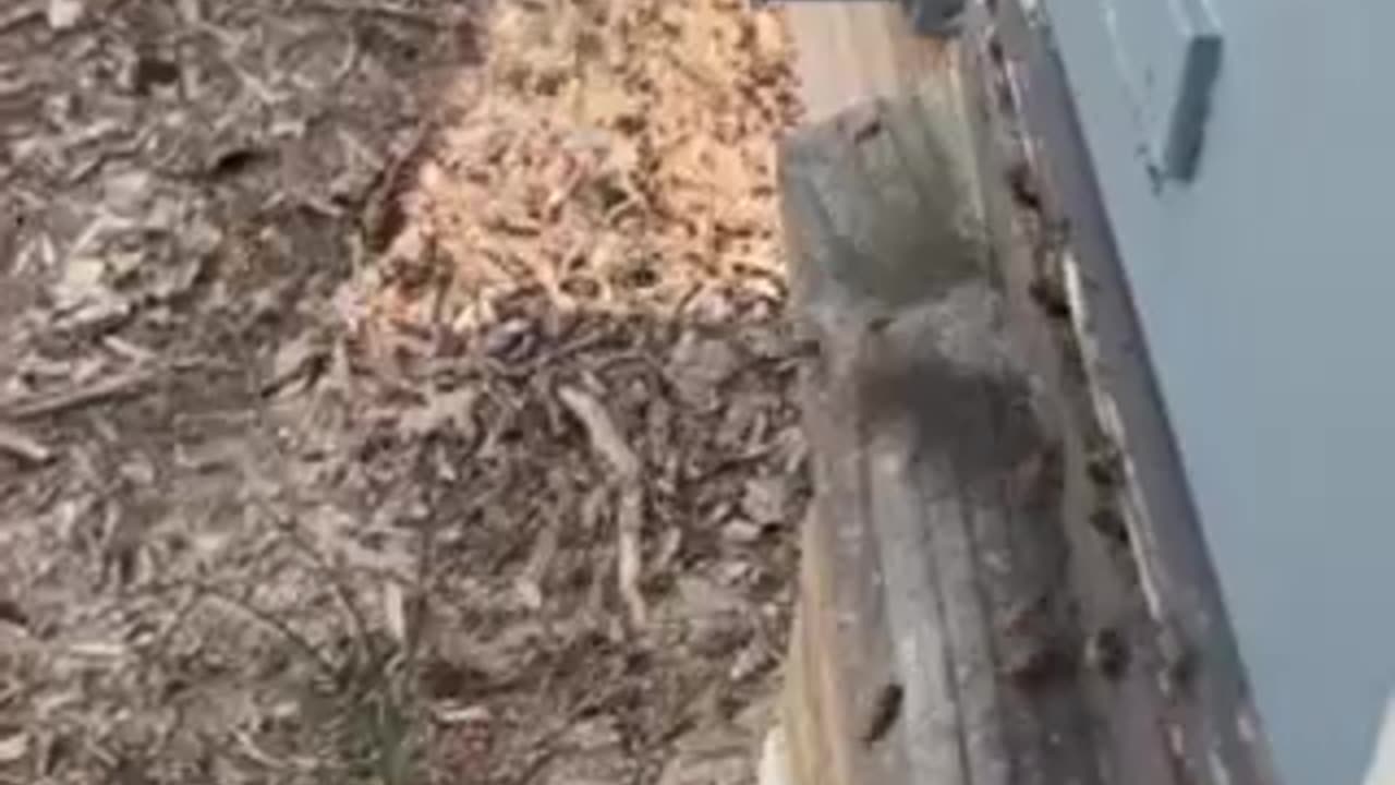 Улей пчел