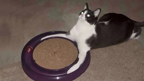 Animals never fail to make us laugh 🤣 Super funny animal videos