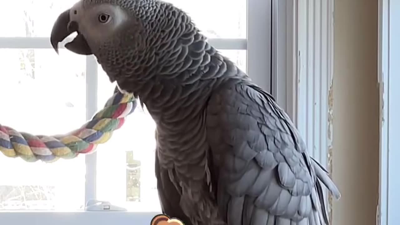 parrot says red but chimponk and red but kitchen 😂