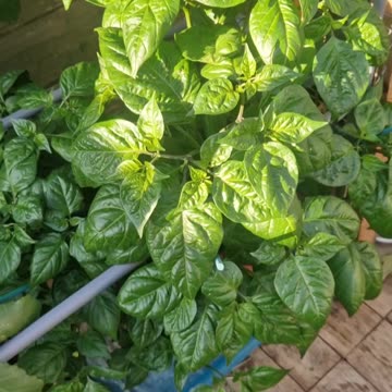 Amazon Carolina reaper experiment update plus more