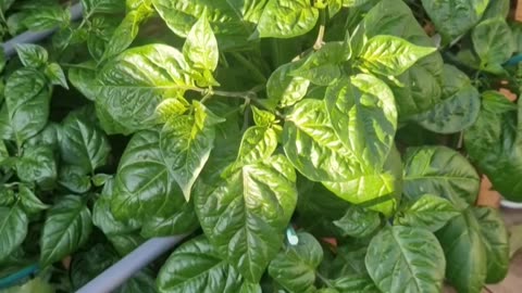Amazon Carolina reaper experiment update plus more