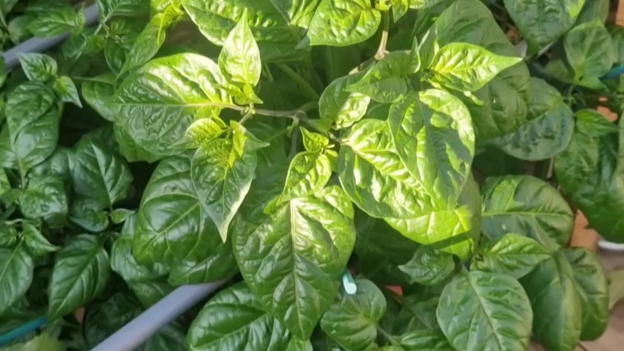Amazon Carolina reaper experiment update plus more