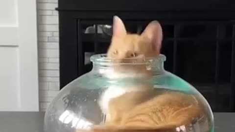 Crazy cat