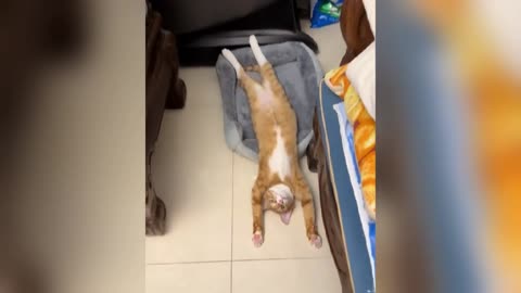 Funniest Dogs and Cats of 2025😼🐶You Laugh You Lose😜