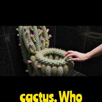 Cactus Toilet Is INSANE #catcus #toilet #viral