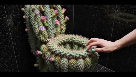 Cactus Toilet Is INSANE #catcus #toilet #viral
