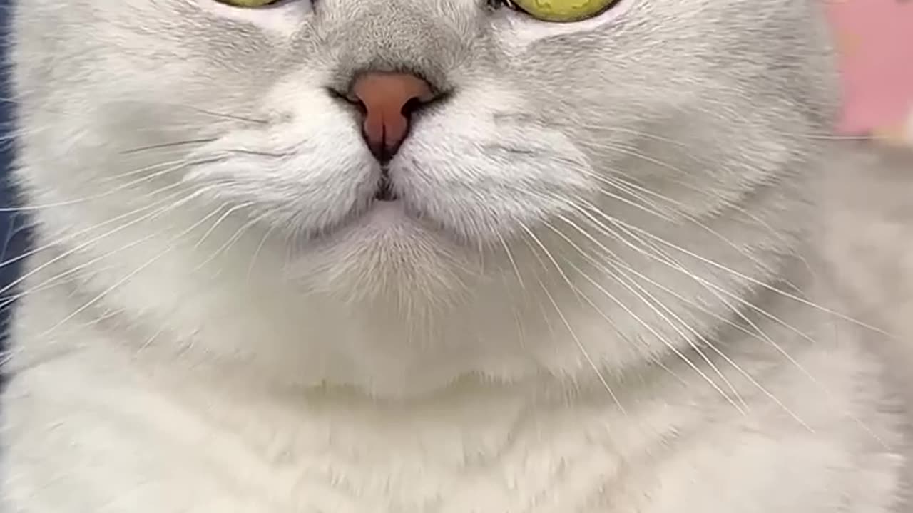How do you like my