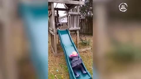 Funny cat & dog