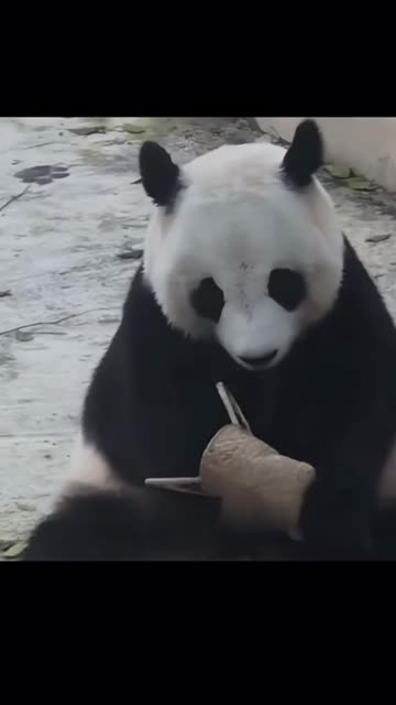 #BlankTheSeries #Orm #LingLing #Entertainment #funny #comedy #viral #Shorts #Trend