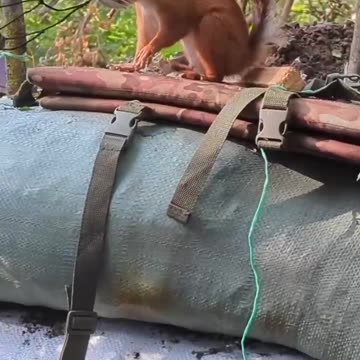 Ammunition inspection and provision stock check🐿️