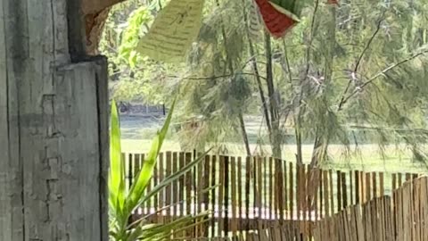 Nature, Birds and Life at Jaya Sanctuary