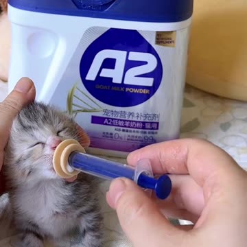 Unusual technique, gigantic love: hungry kitten gets his snuggle time. 🍼🐾